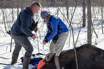Research team collars 41 moose to analyze survival in western Upper Peninsula