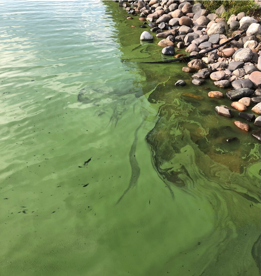 Lake Michigan Algae Bloom 2024