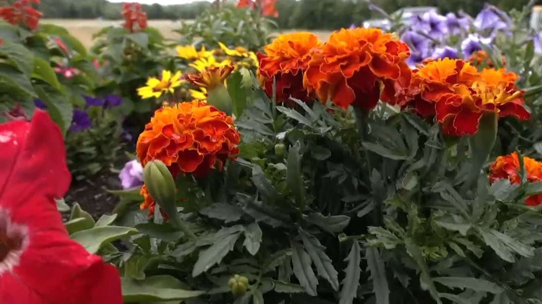 Is it Safe to Plant Flowers Outside After Mother’s Day? – 9&10 News