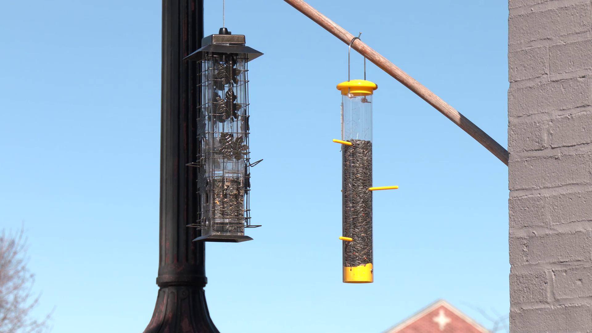 Local business fights ordinance banning bird feeders in downtown Manistee as fines pile up