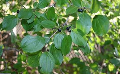 Michigan adds six species to invasive plant lists