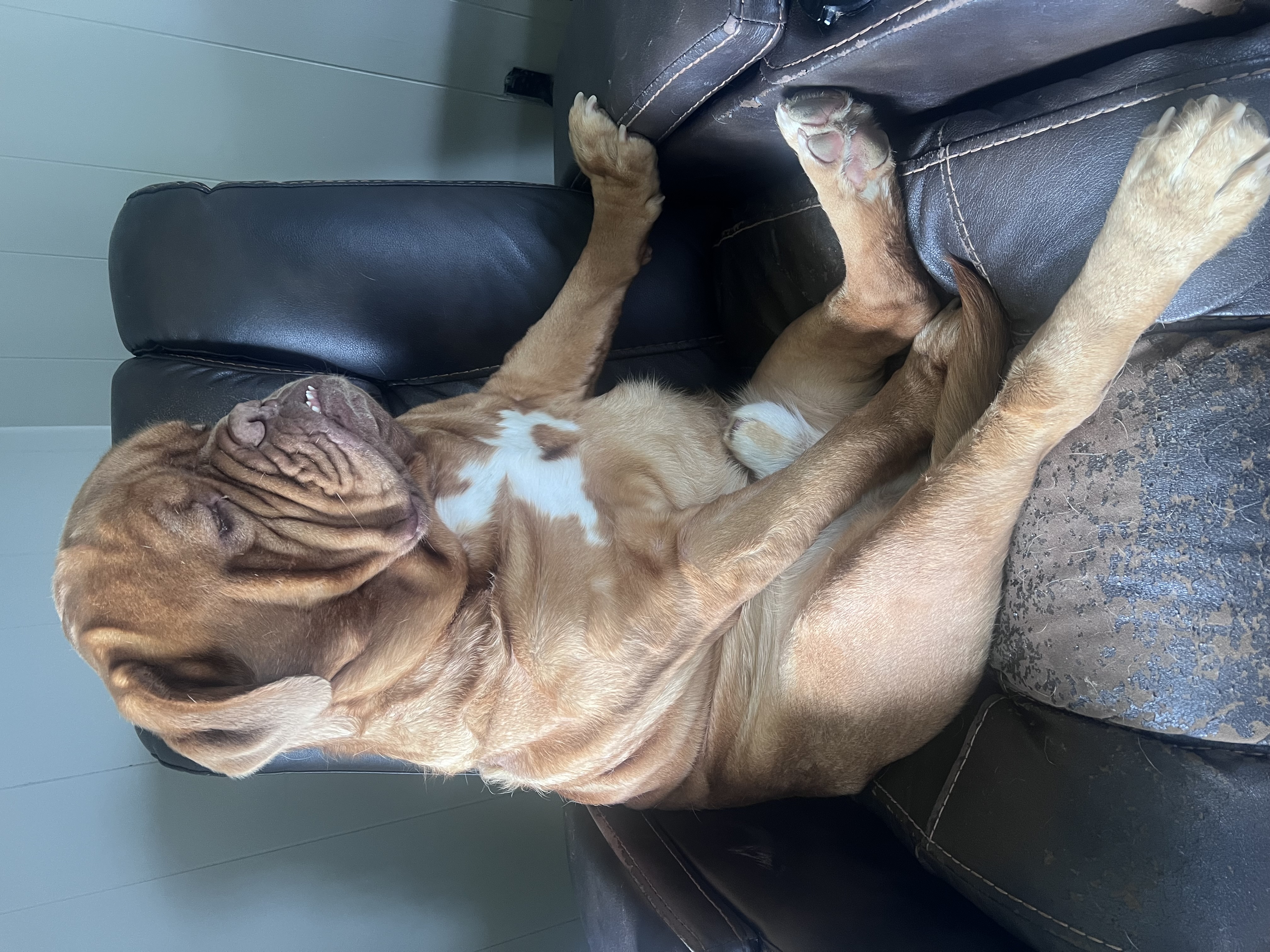 First day of spring in Northern Michigan and we are up to our underbite in snow