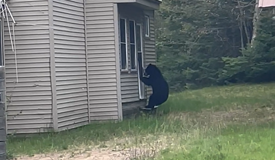 Bear caught on camera breaking into home in Whitefish Point area
