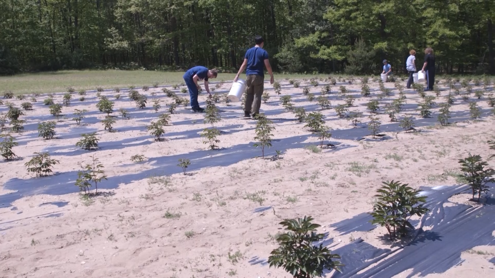 9and10news.com - Roots Peony Farm in Ludington cultivates peonies and student leadership