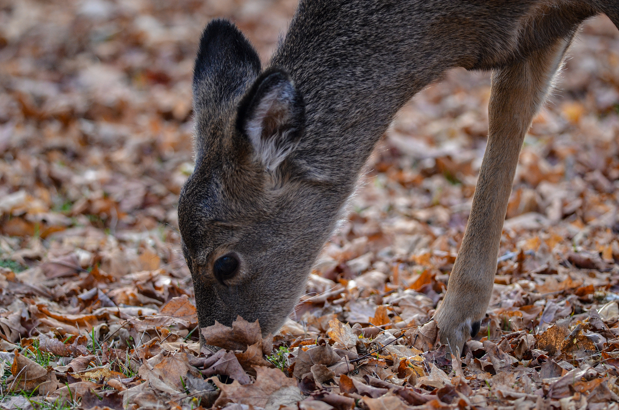 Photo of an antlerless white-tailed deer in Presque Isle Park, Marquette County