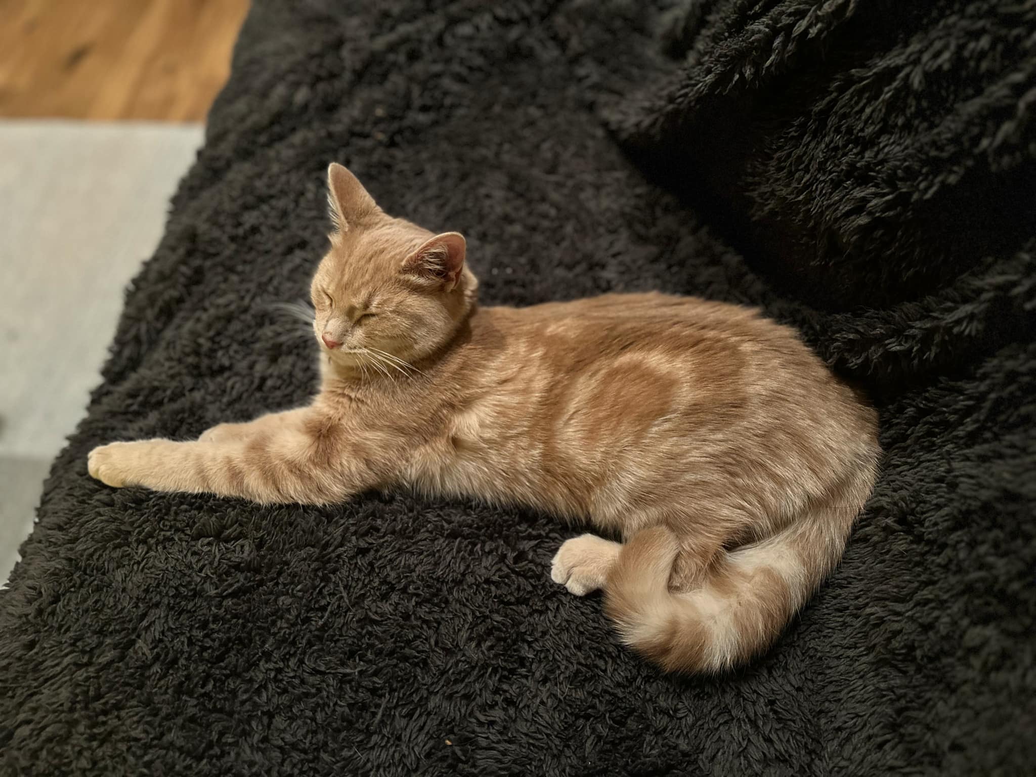 TC Paw Cat Rescue: Butterscotch