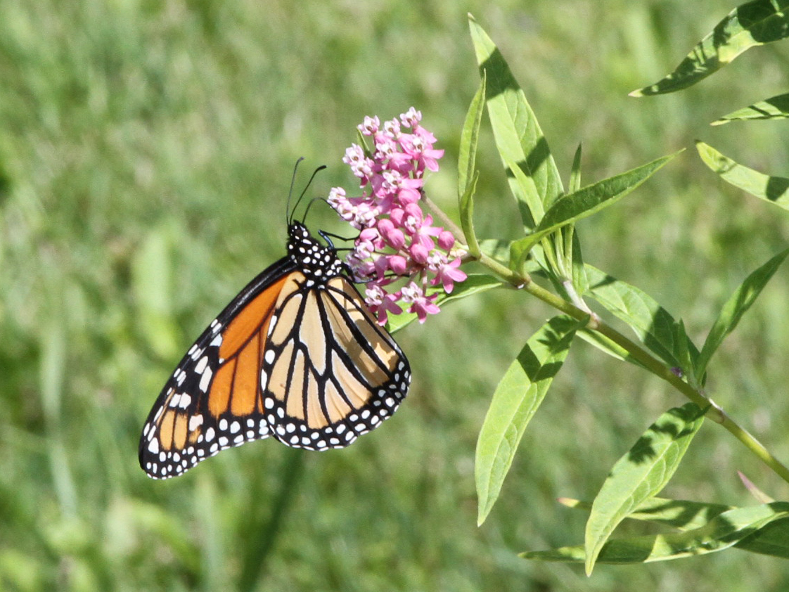 Michigan legislature moves to protect milkweed, monarch butterflies and other pollinators