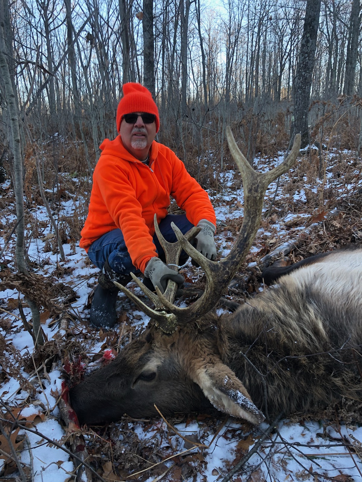 Paul Simmer from Traverse City was successful in the Michigan Elk Hunt drawing, and shot this 5x3 on December 13th. One shot with his late father's 1953 Re...
