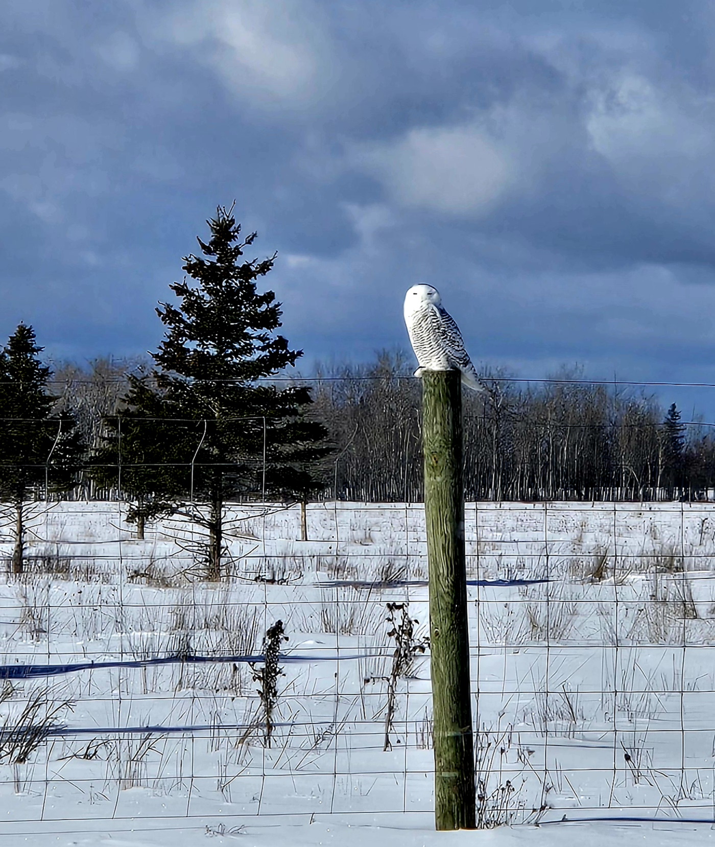 A beautiful January day and a gorgeous snowy owl in Rudyard.