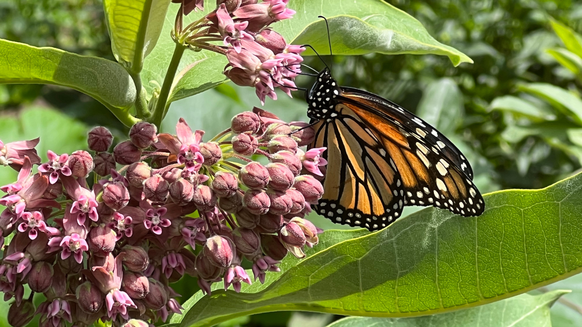 Monarch butterfly