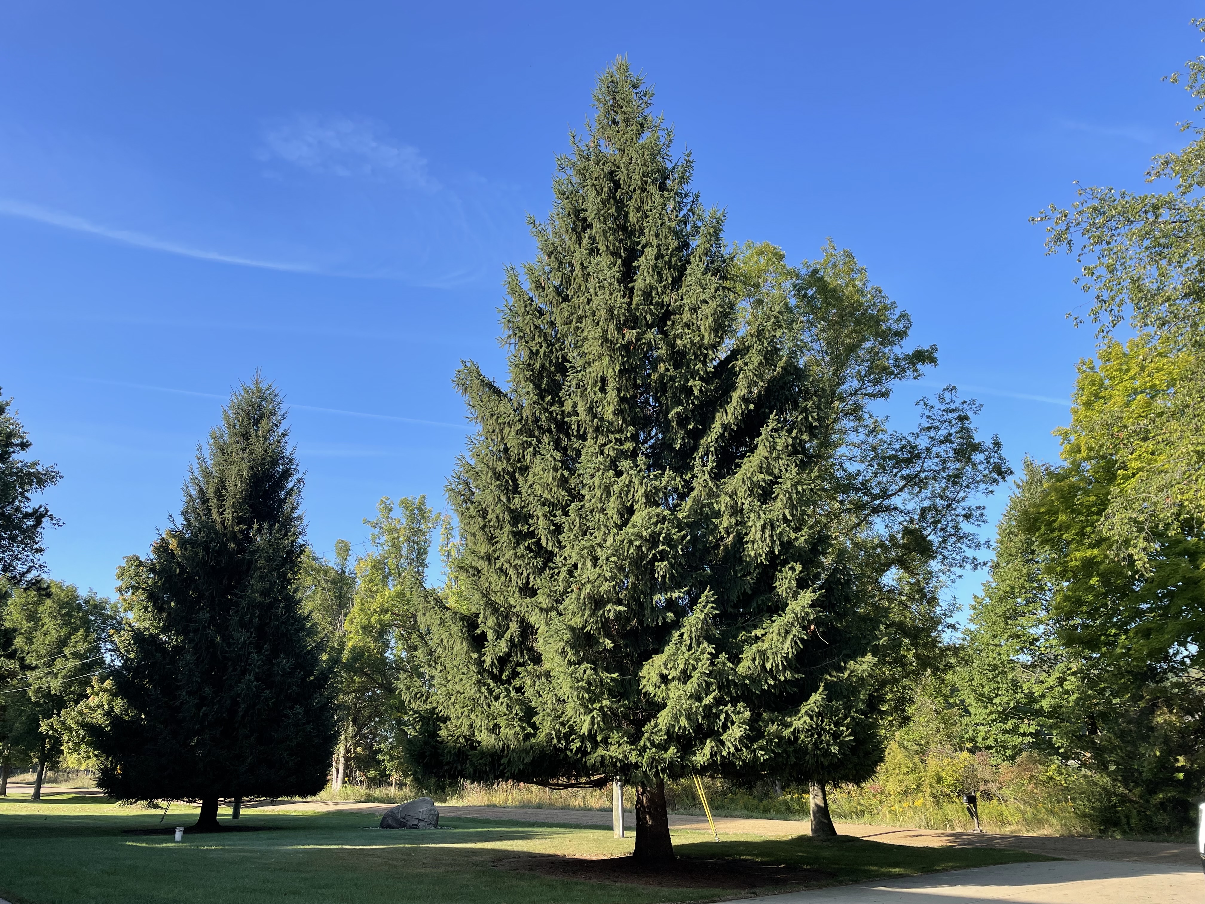 State chooses 60-foot spruce from Eagle for Michigan’s 38th Christmas ...