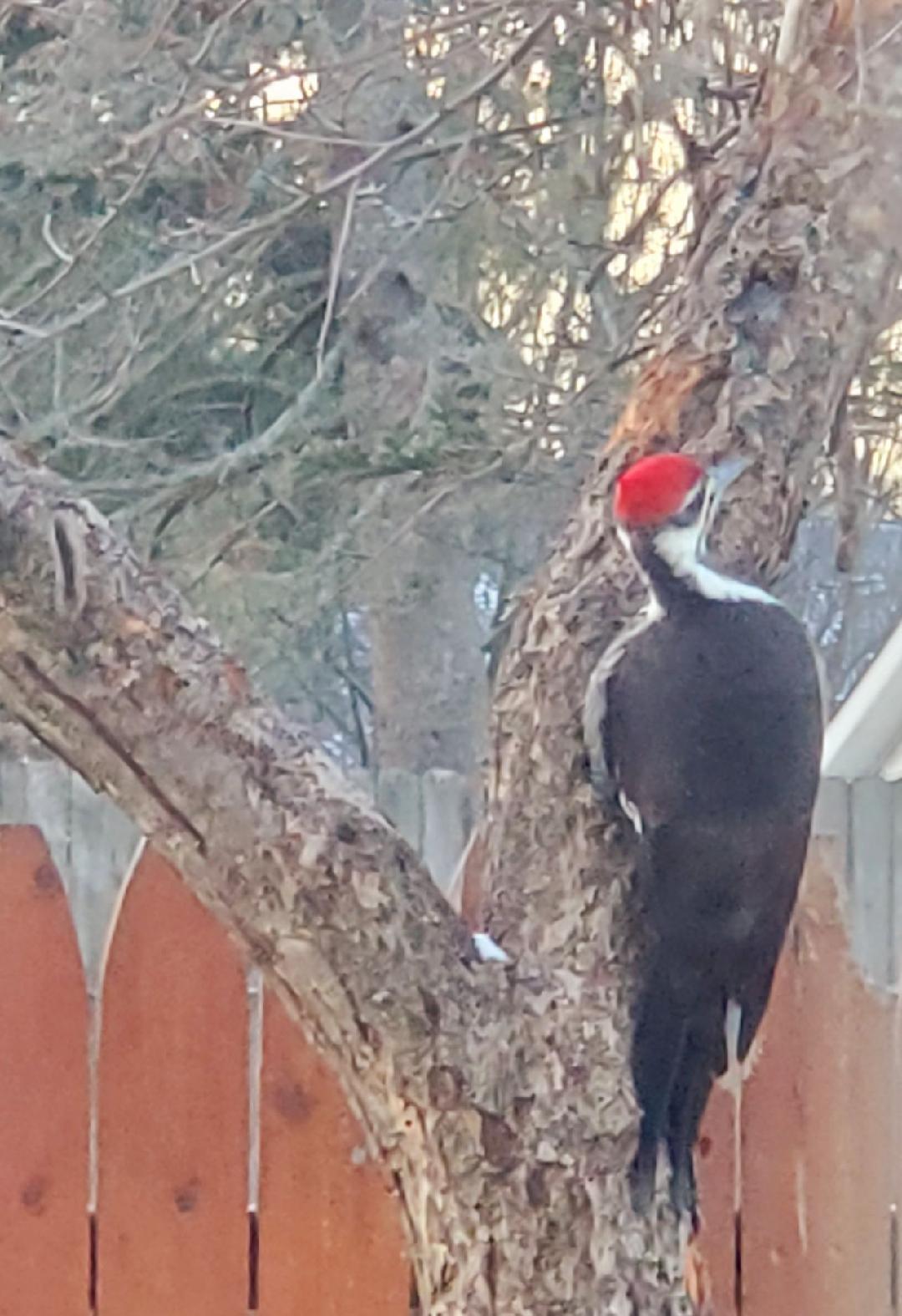 Back Yard   Saint Helen