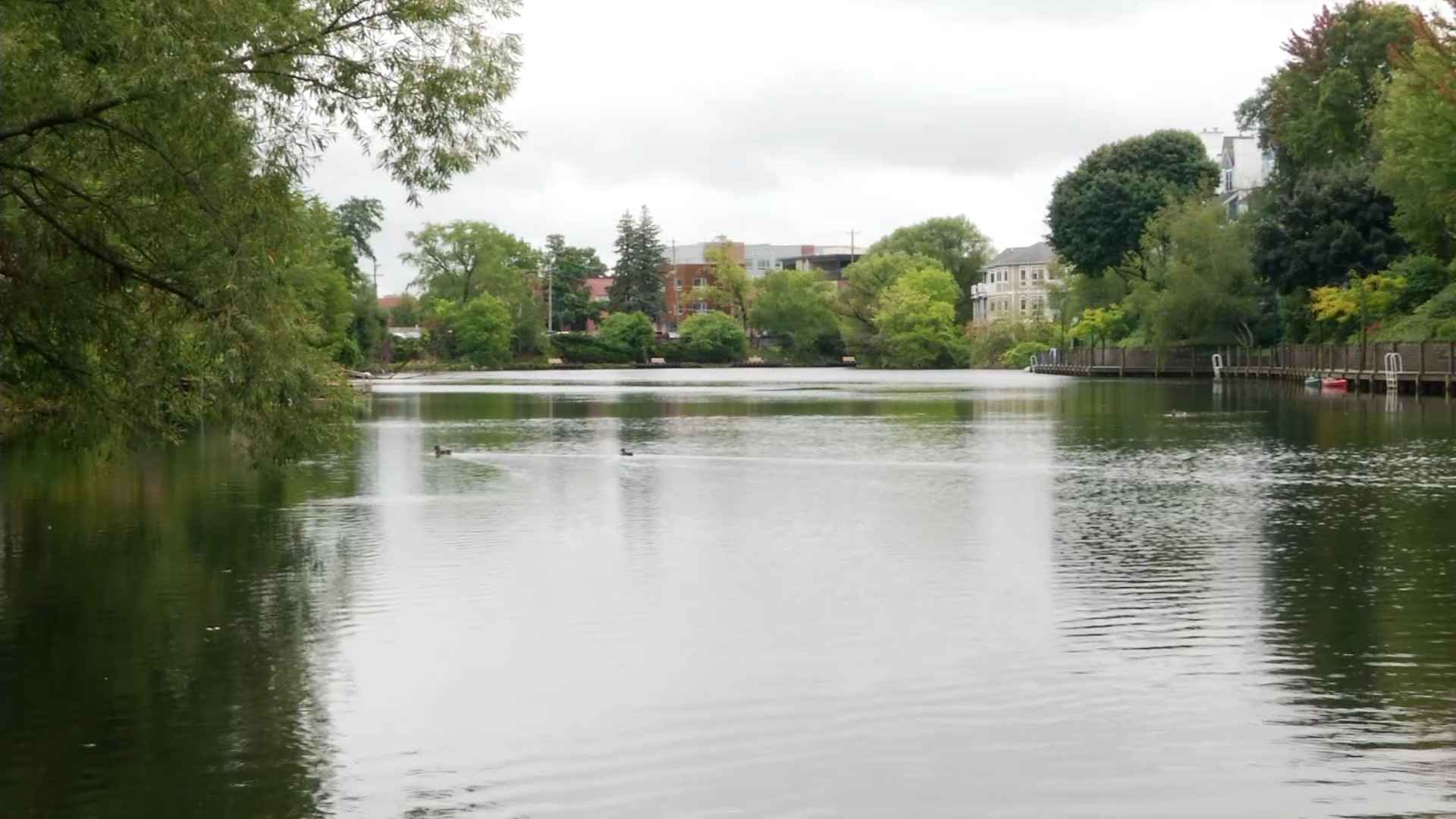 Ducks On Boardman River In Traverse City 4