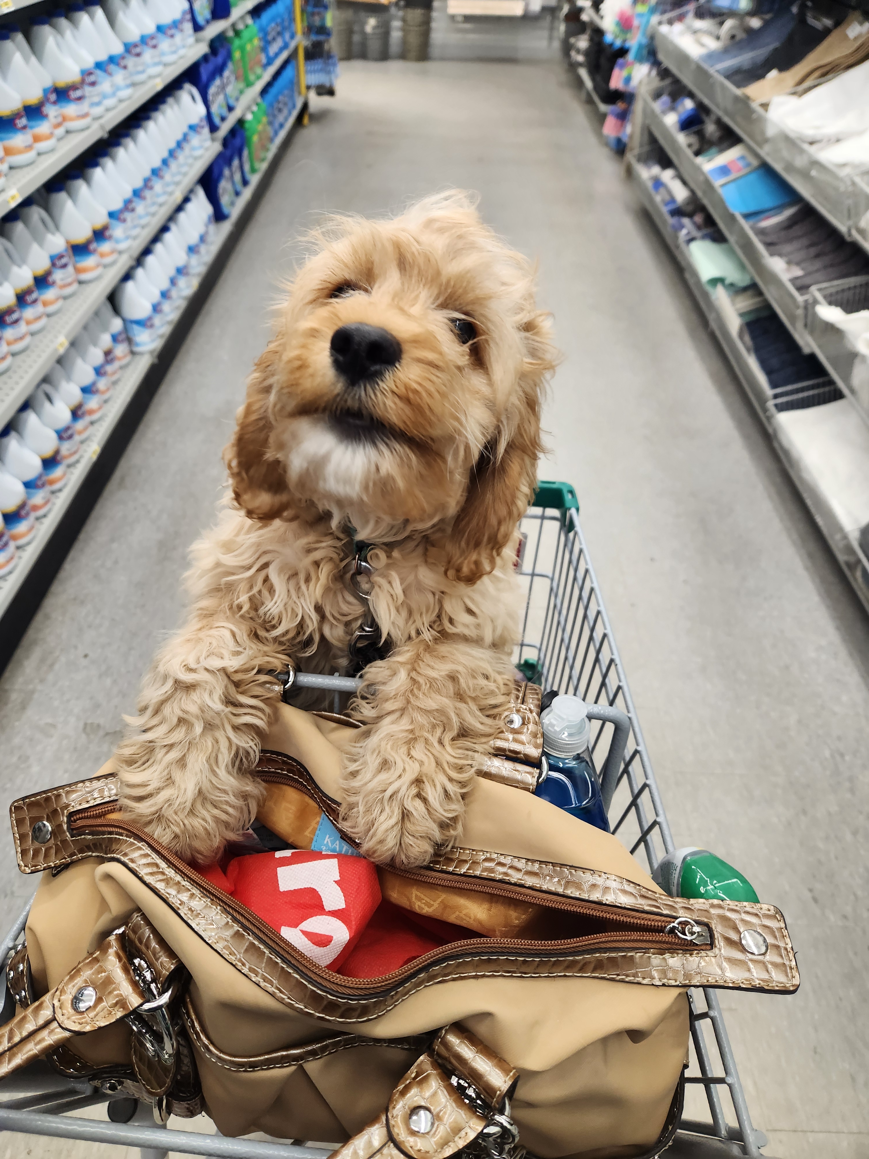 My puppy Chanel enjoying a shopping trip with me.