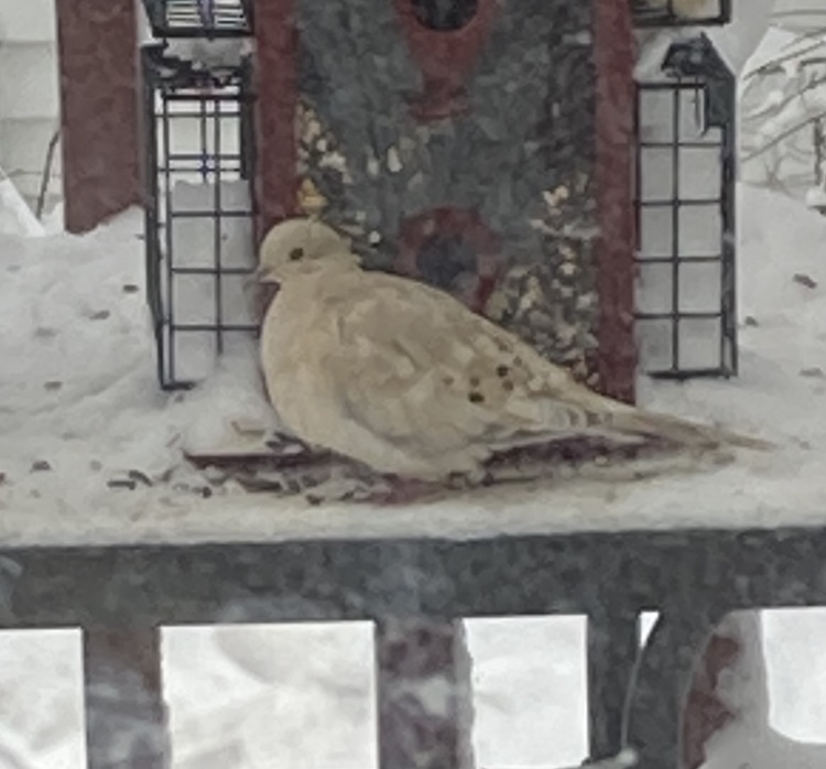 Blonde phase morning dove