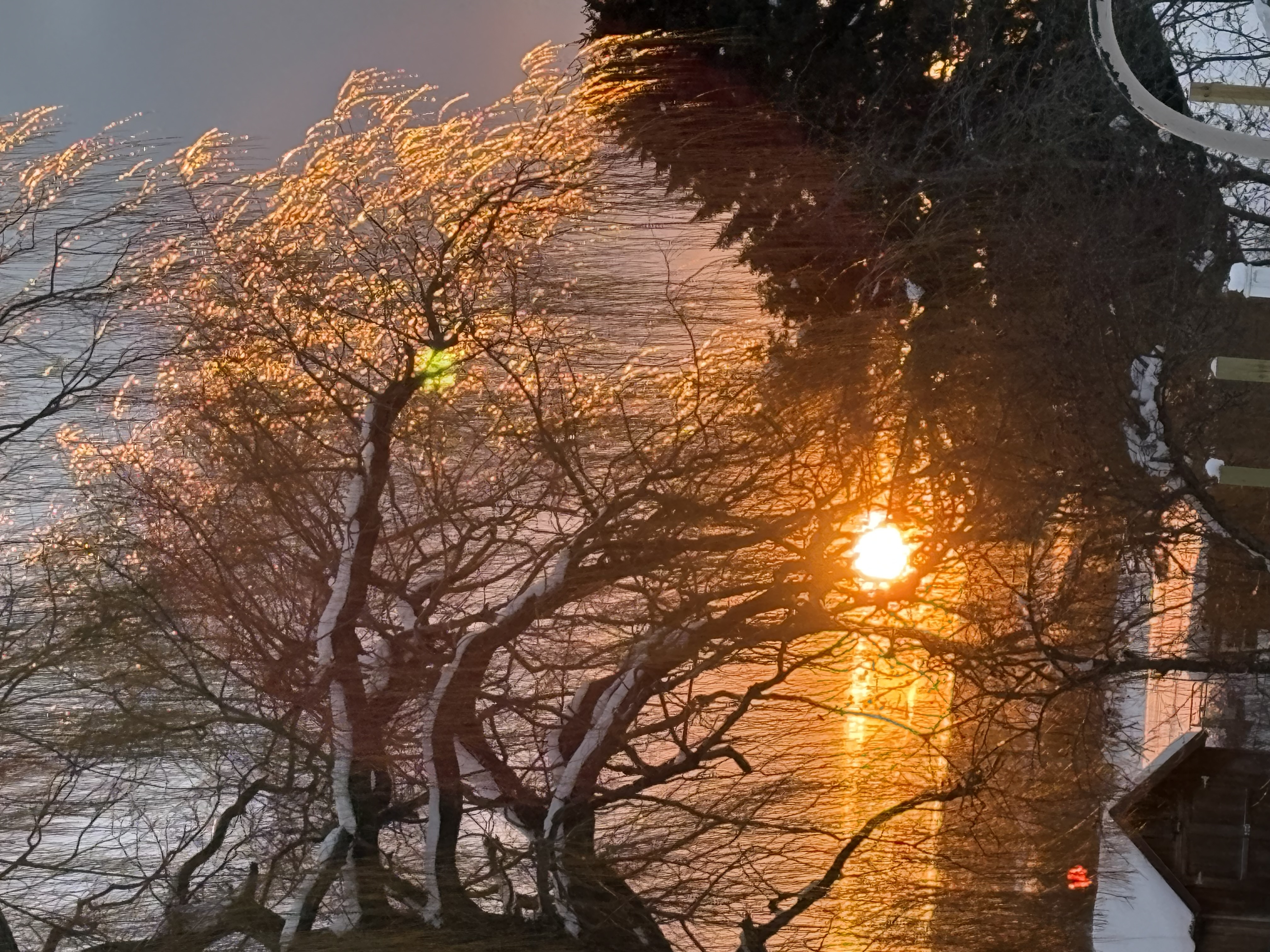 A tiny bit of sunrise peeking through to set yesterday’s icy trees sparkling. 