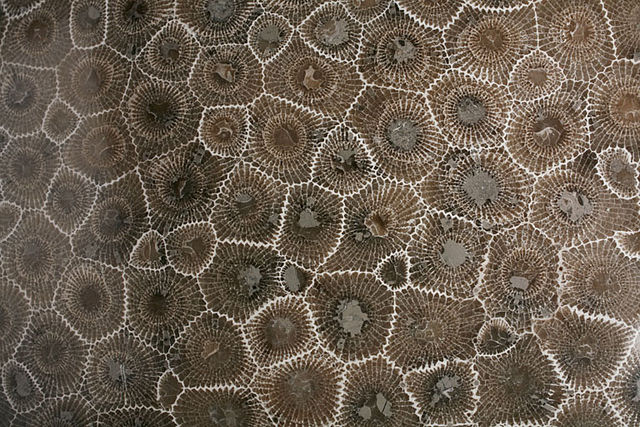 Close-up of a Petoskey stone's pattern