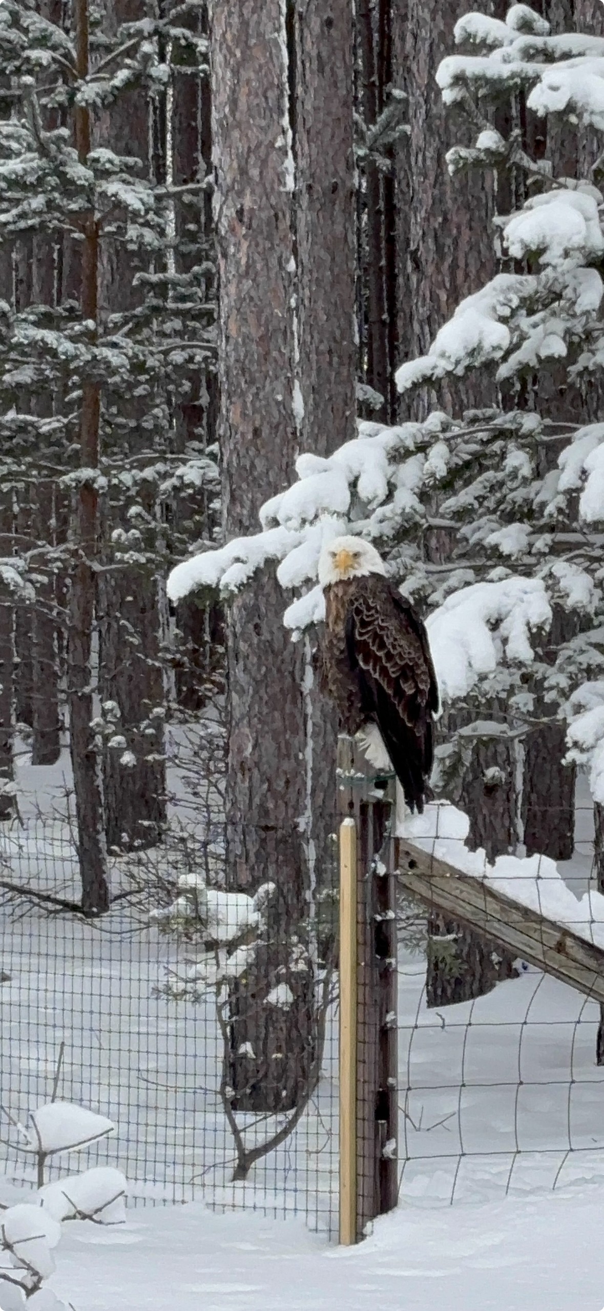 Taken outside of my office in Boyne Falls 