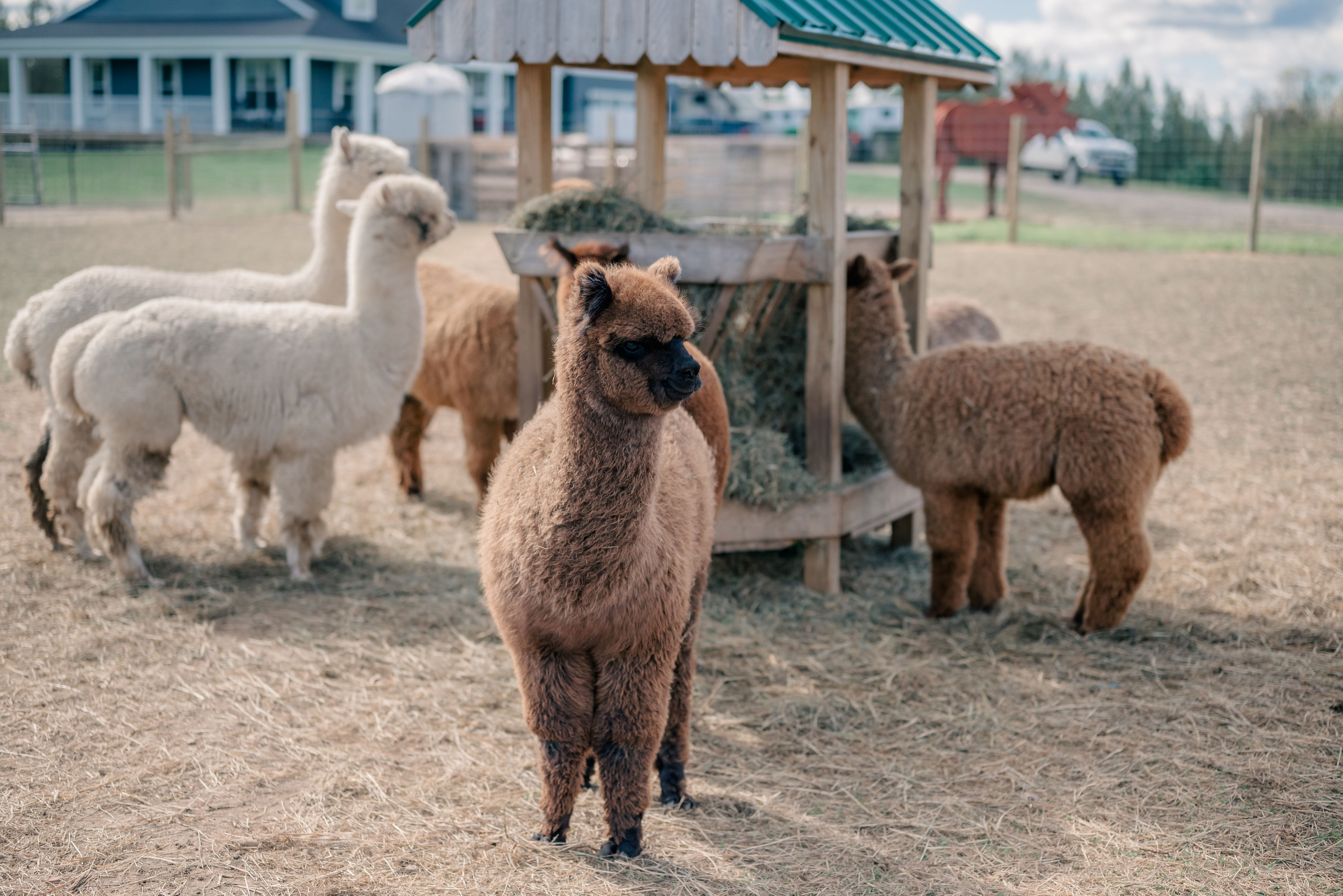 Visit the Alpacas at Cotton Creek Farms’ Spring Open Farm Weekend