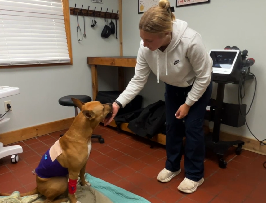 Pit bull-mix Barney to return home after Chippewa County crash