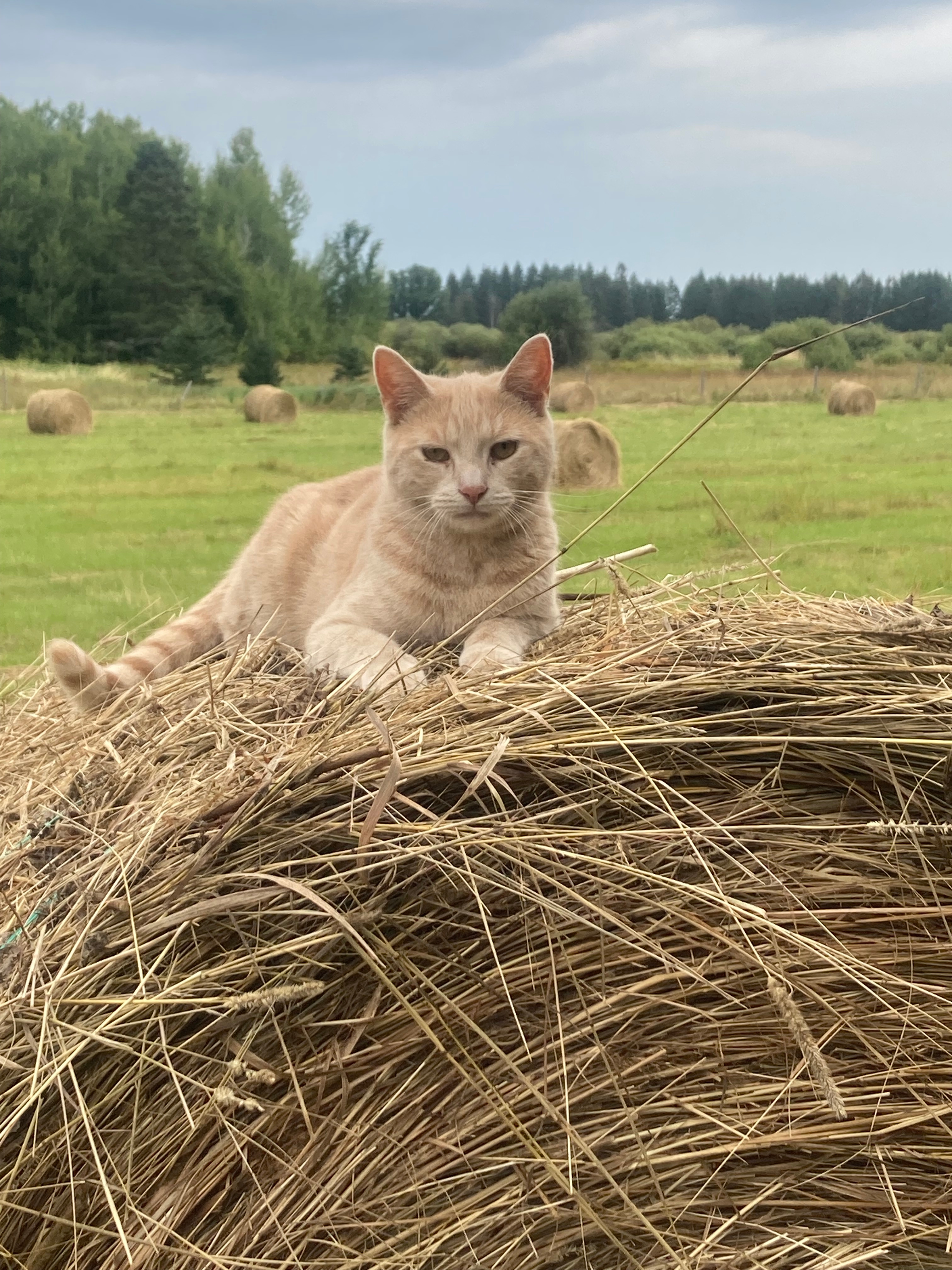 Farm kitty minding the bales in U.P. Hay country