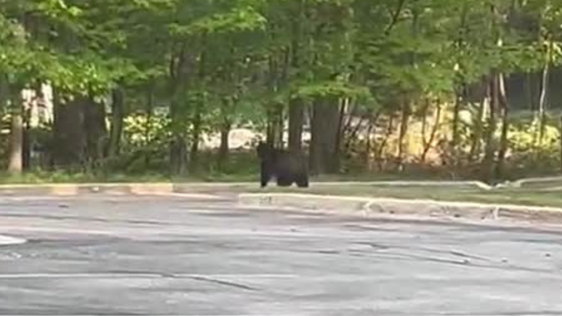 Bear spotted in downtown Ludington, DNR gets it back into the woods safely
