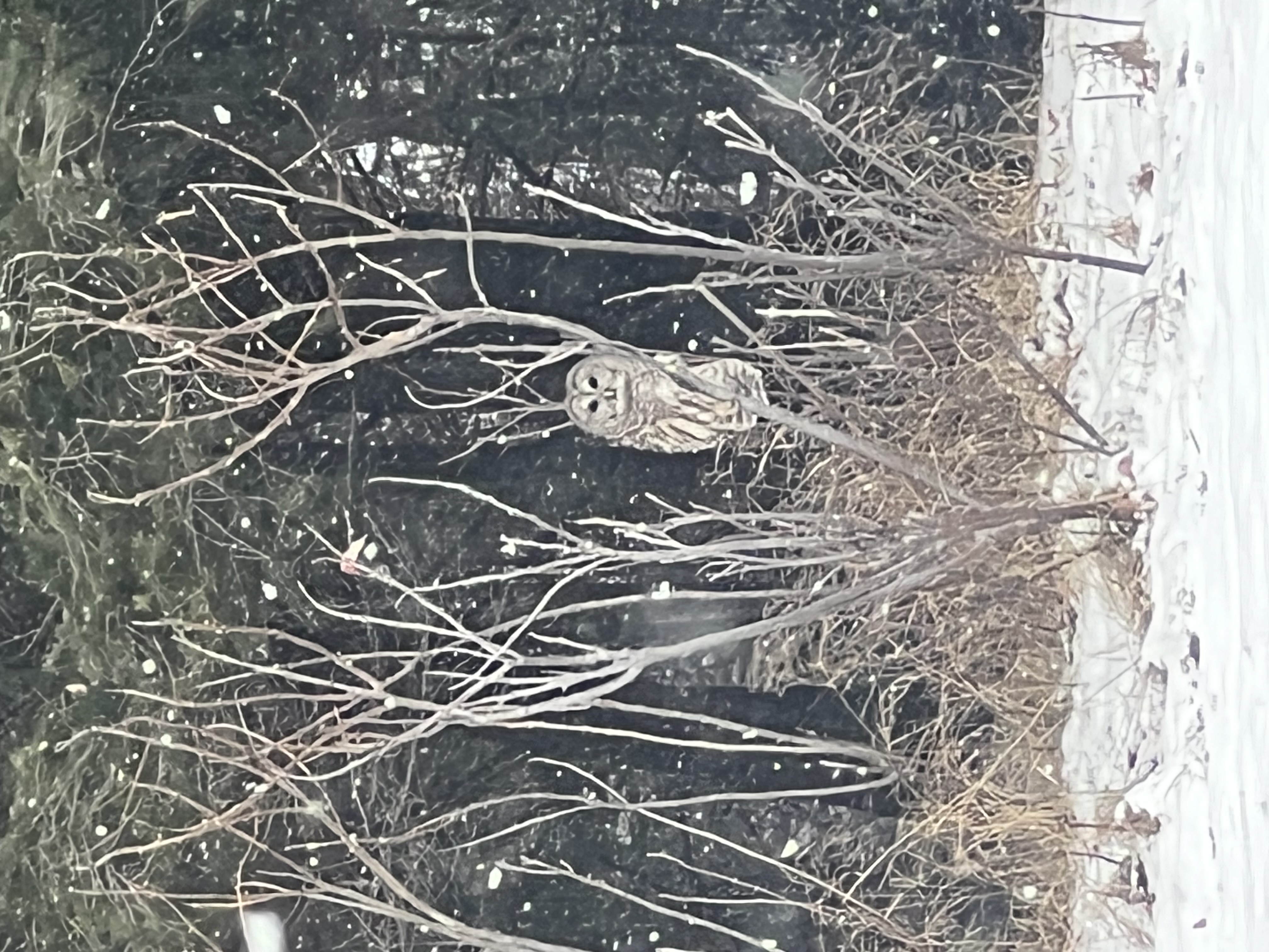@meanttobeelife

This beautiful Barred owl visited me while I was working from home. He flew out of the woods, sat on a branch and stared at me in the sn...