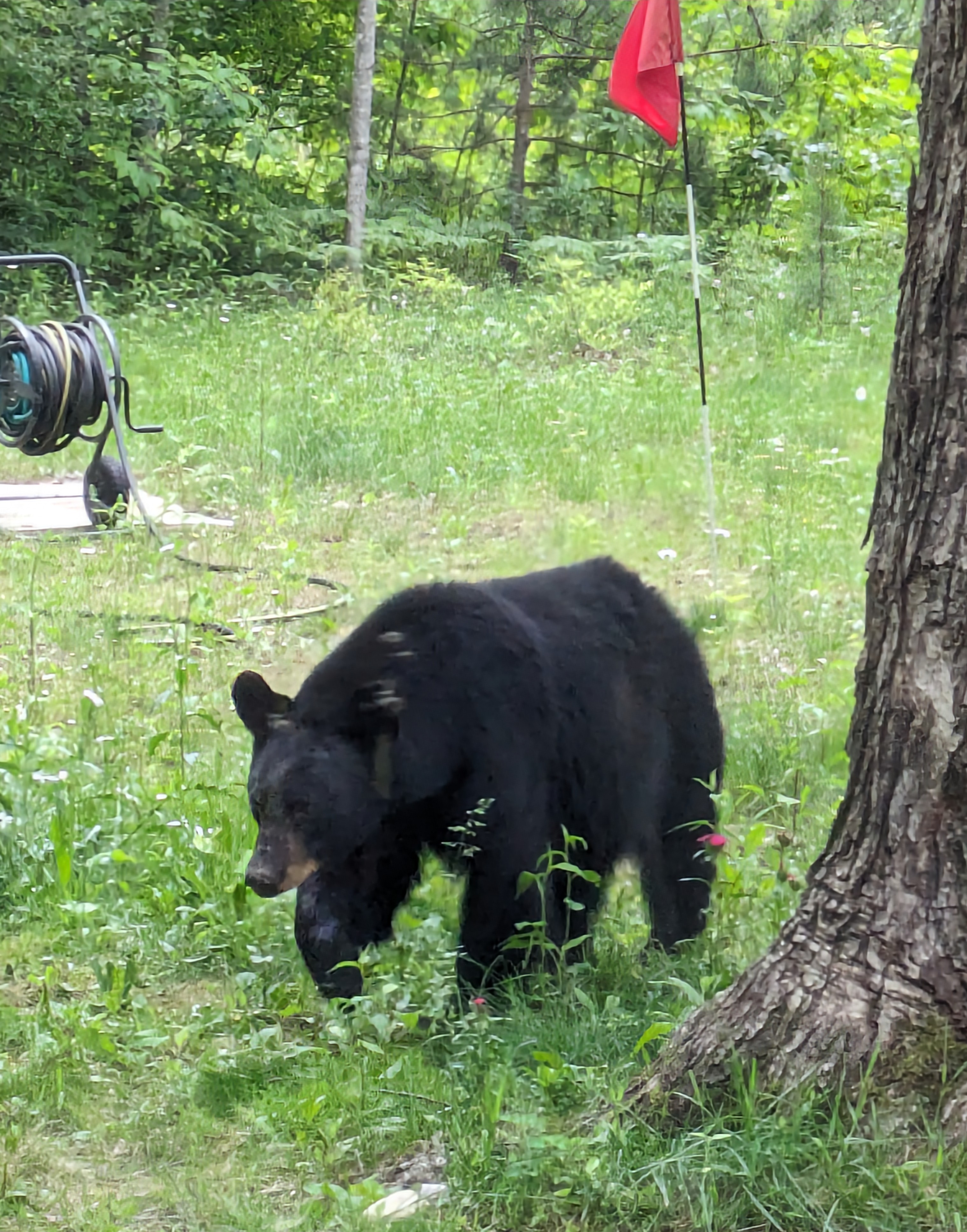 Brethren neighborhood bear