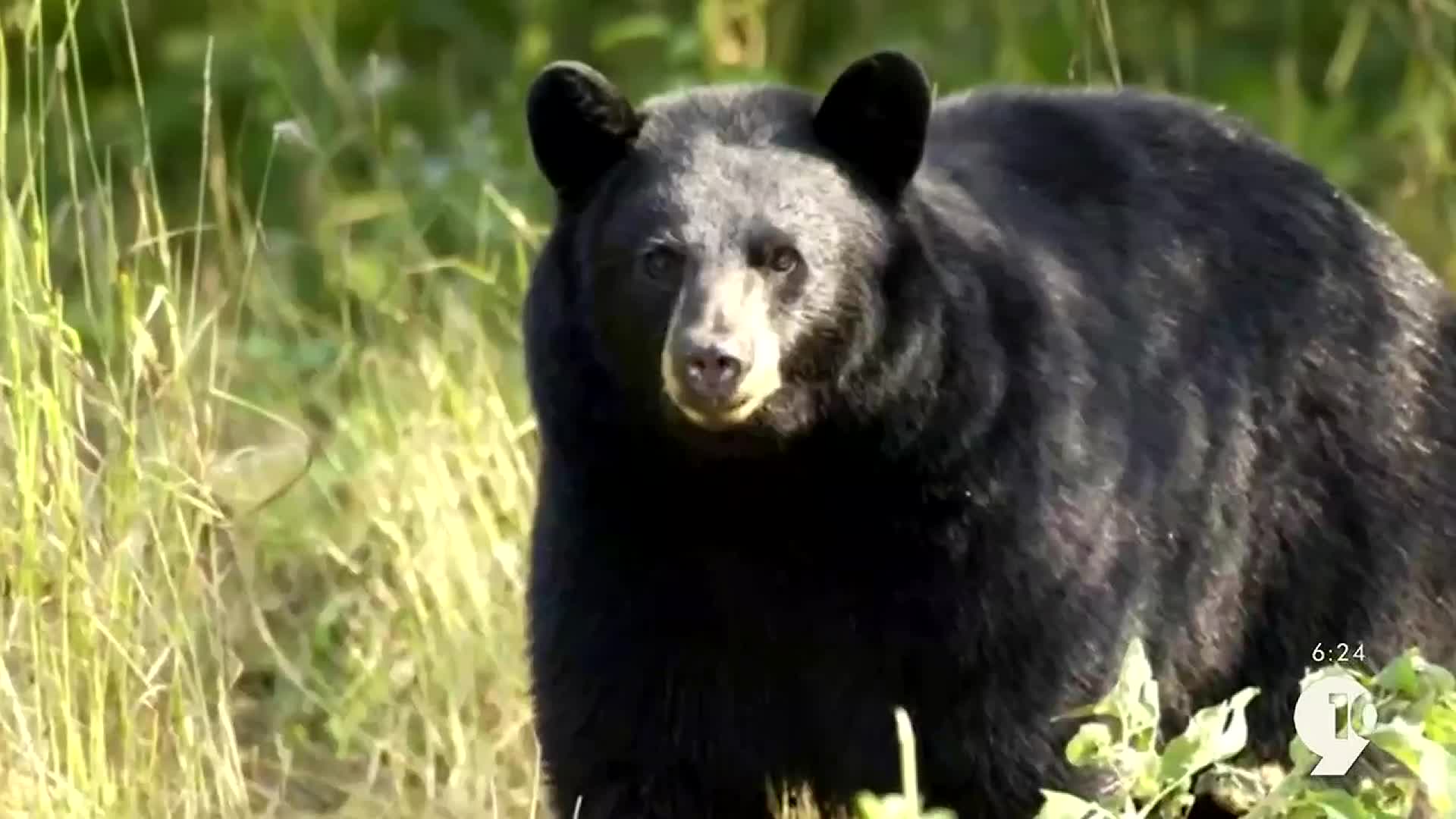 Hook & Hunting: What to know before bear baiting season – 9&10 News