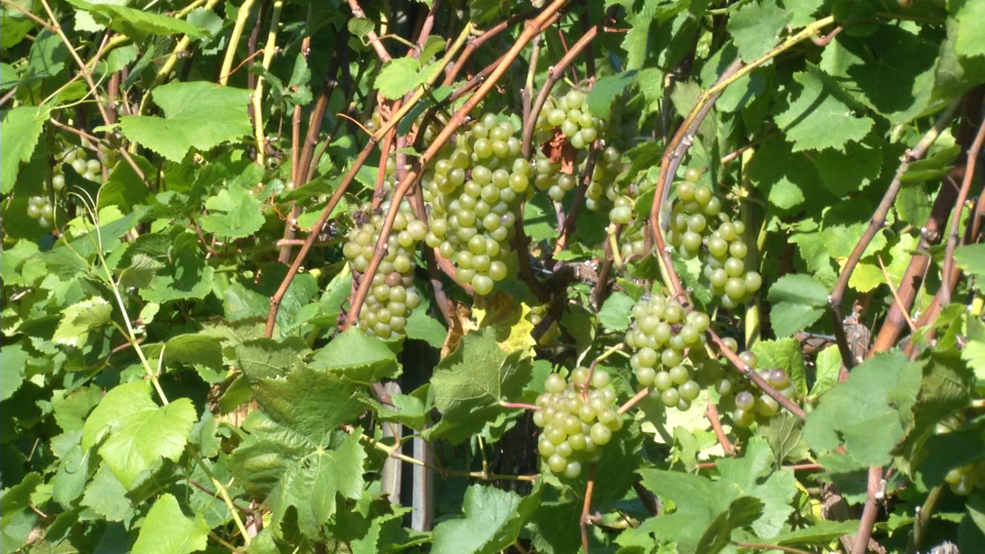 Verterra Winery 9