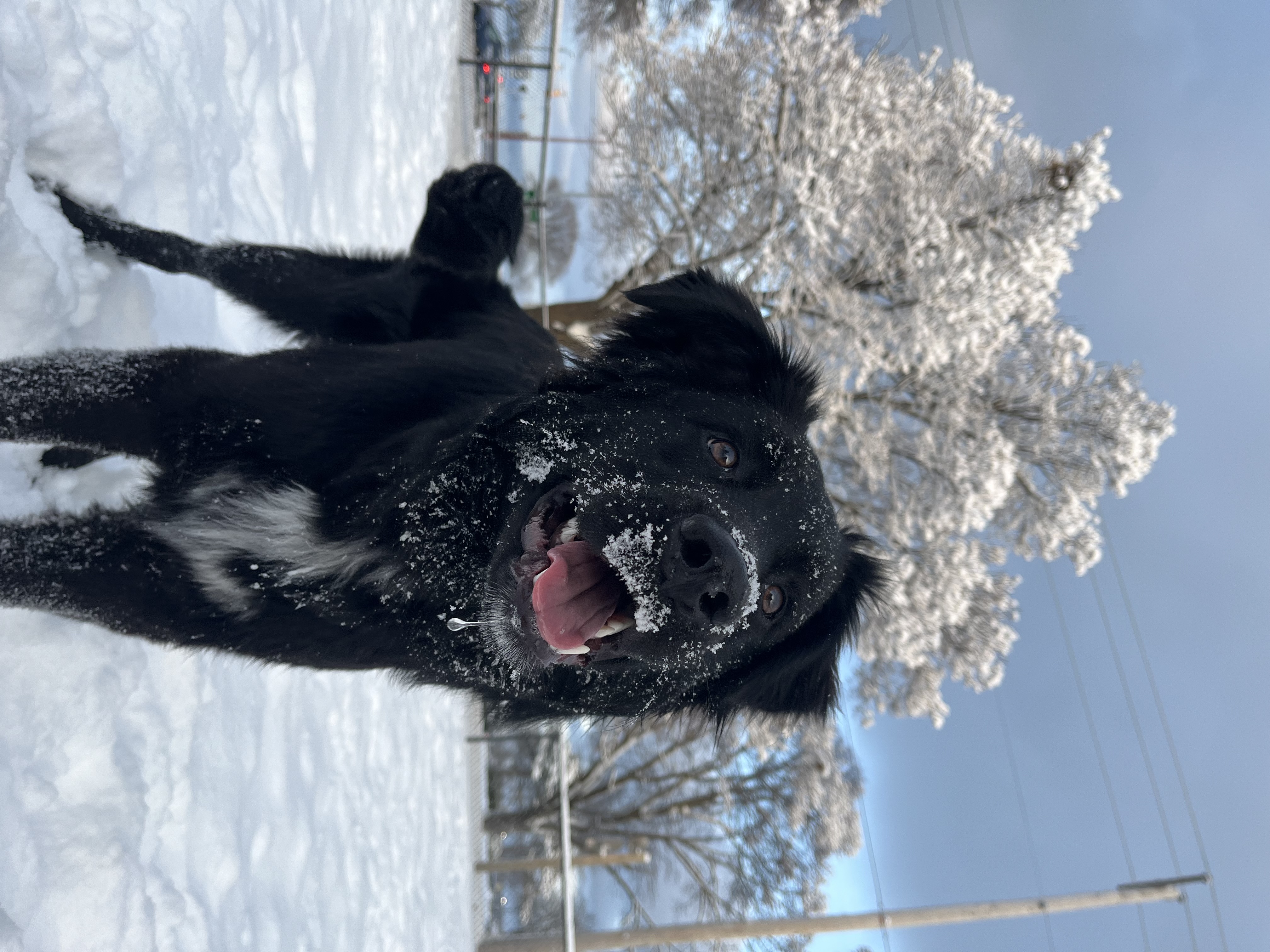 River is happy the snow is back!