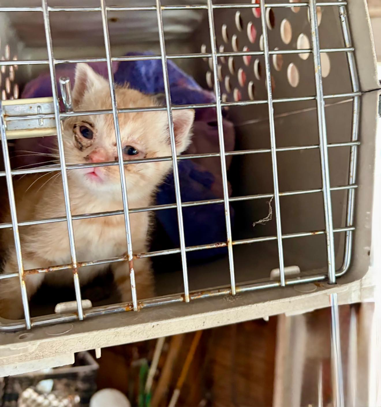 Northern Michigan animal hoarding case sees rescue of over 40 animals ...