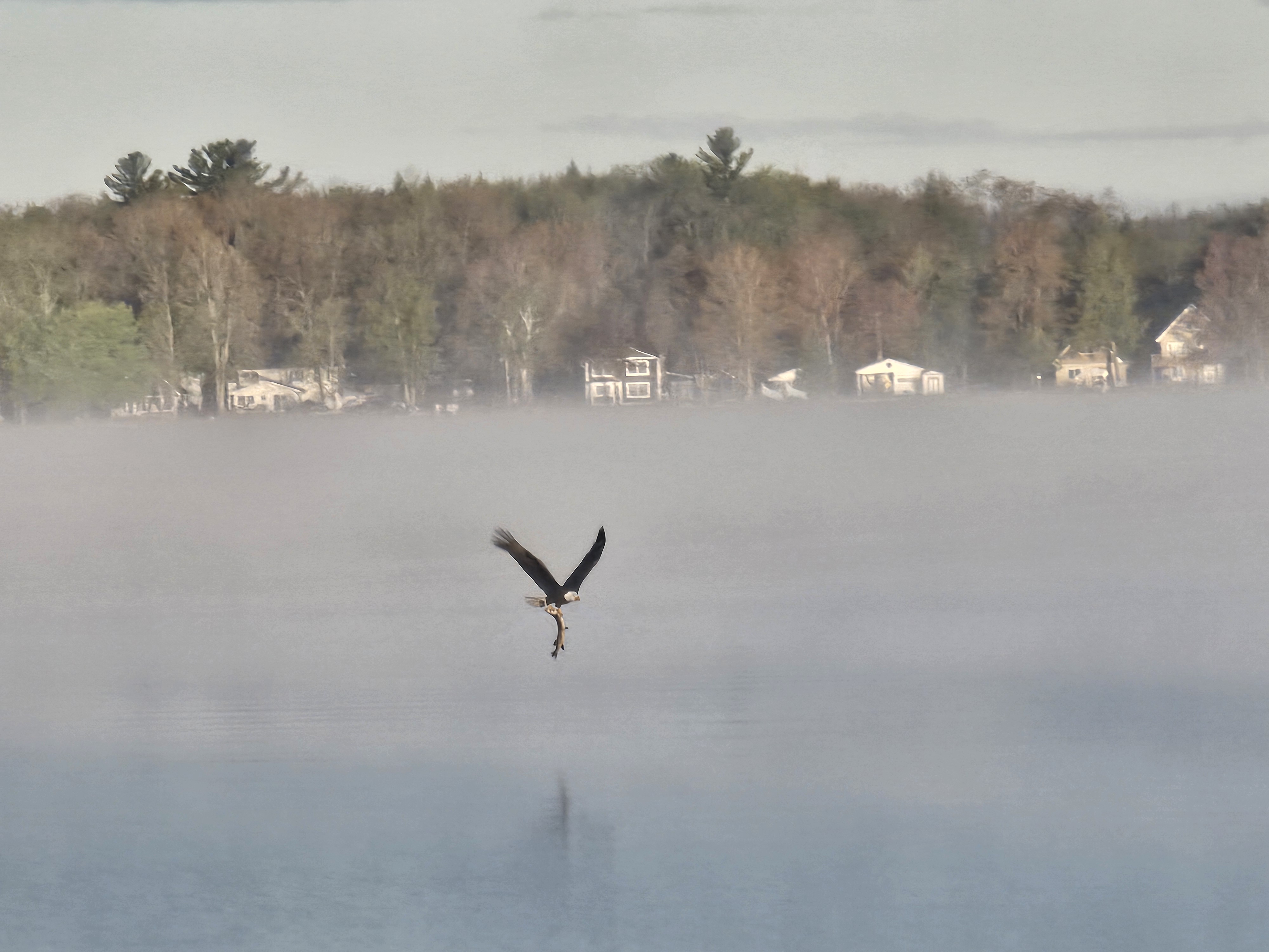 Eagle catching breakfast over Lake Mitchell, May 10, 2024