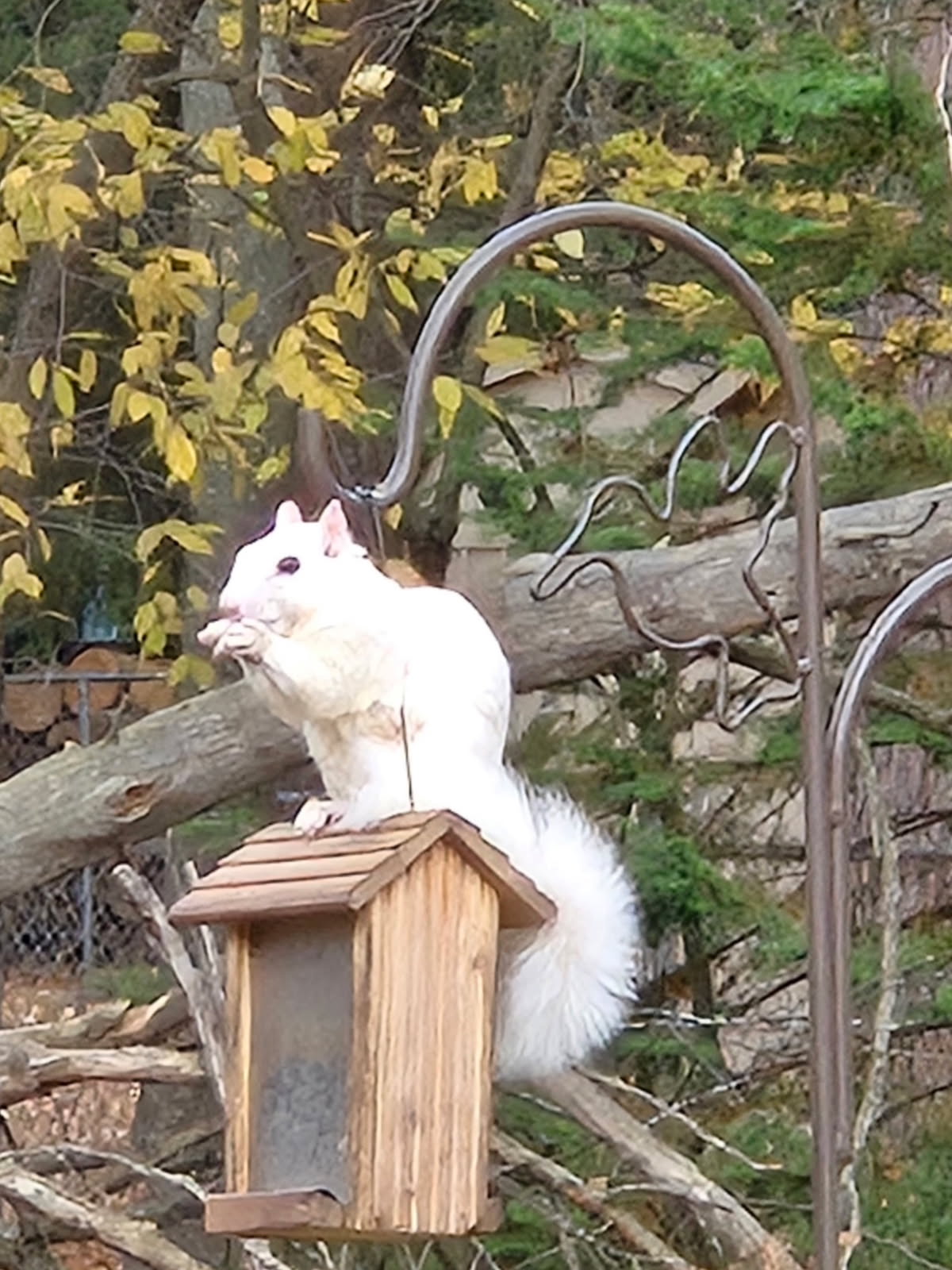 Linda Wagners front yard SAINT HELEN Linda Wagners front yard SAINT HELEN