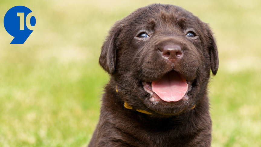 So many dogs! You told us these are your favorite types of pups