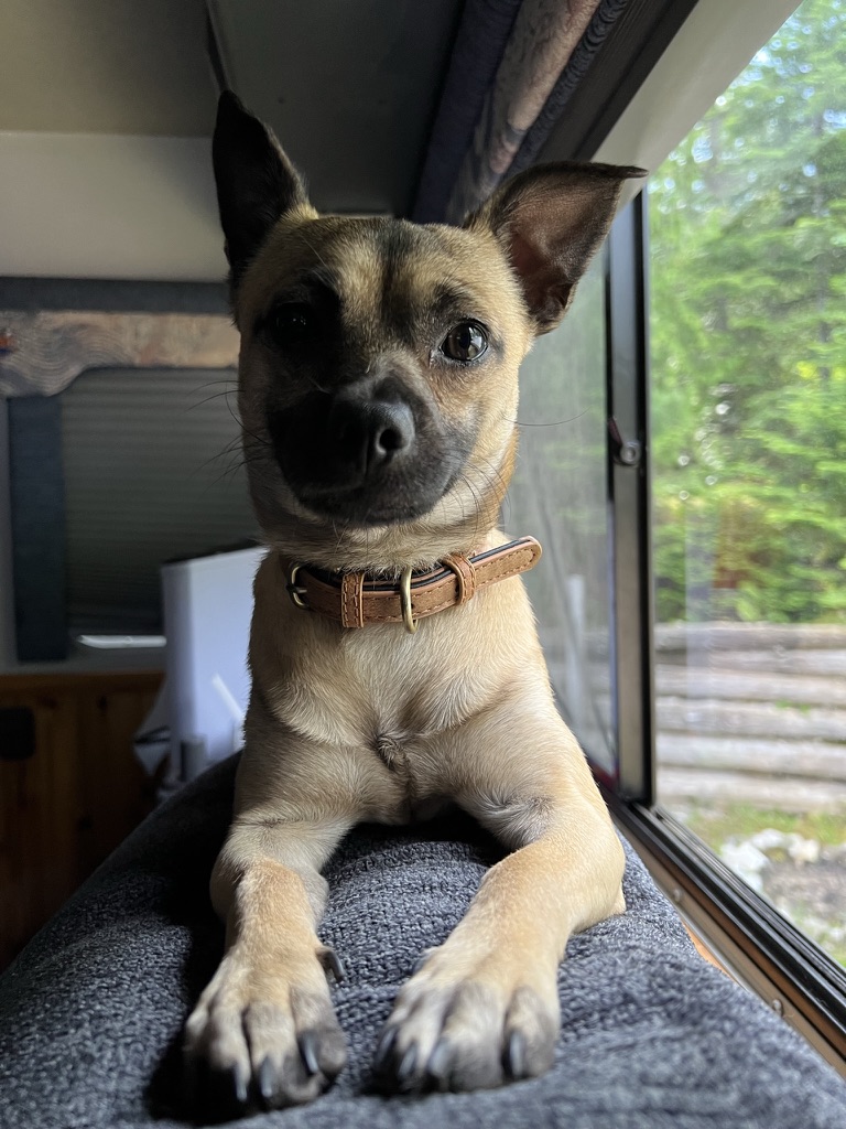 Name: Scoob
Location: St. Ignace
Favorite Activities: Exploring, People watching, judging
Age: 2 Years 10 Months
Scoob is a Snowdog. He spends half the...