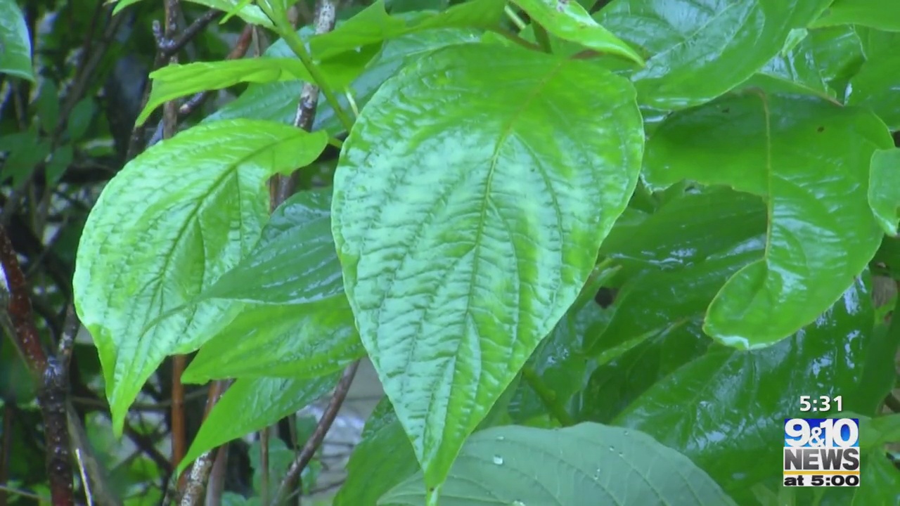 Sights and Sounds: Bear River Valley Recreational Area 9 10 News