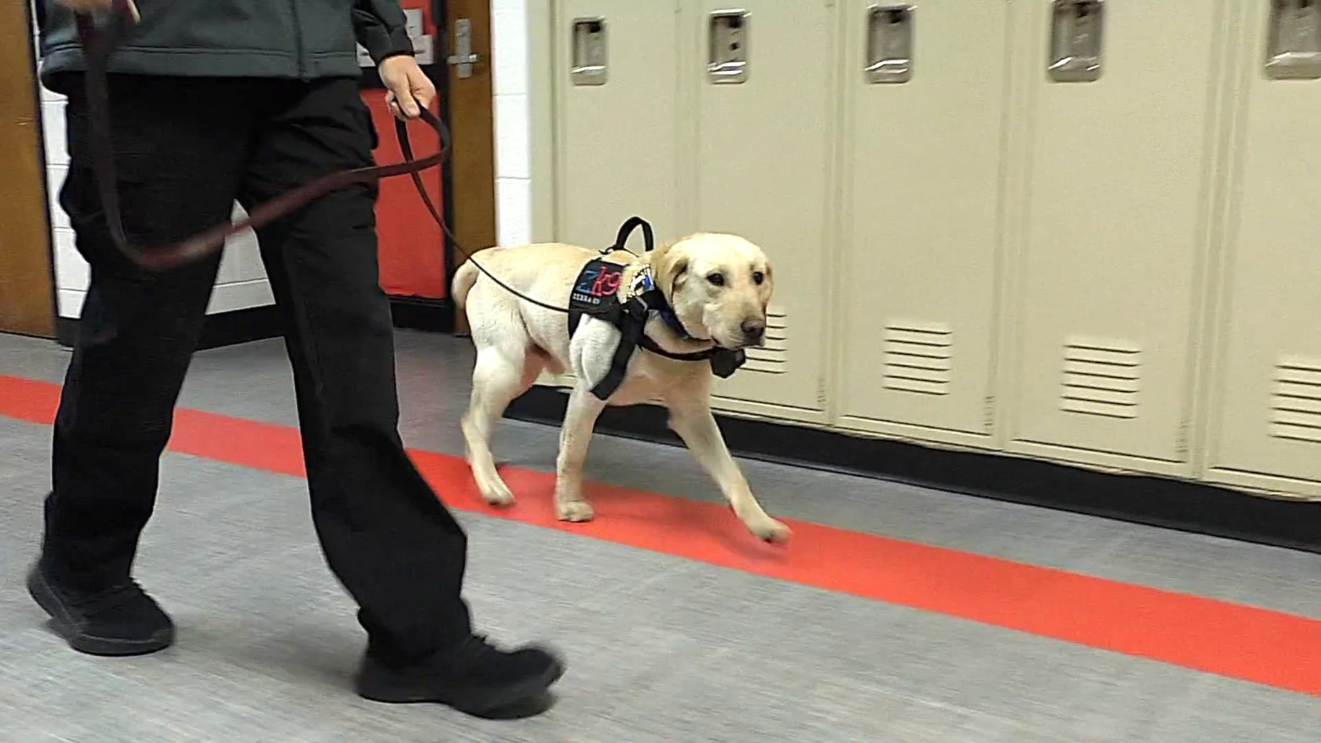 Rudyard Schools welcome Gator, a new K9 safety dog
