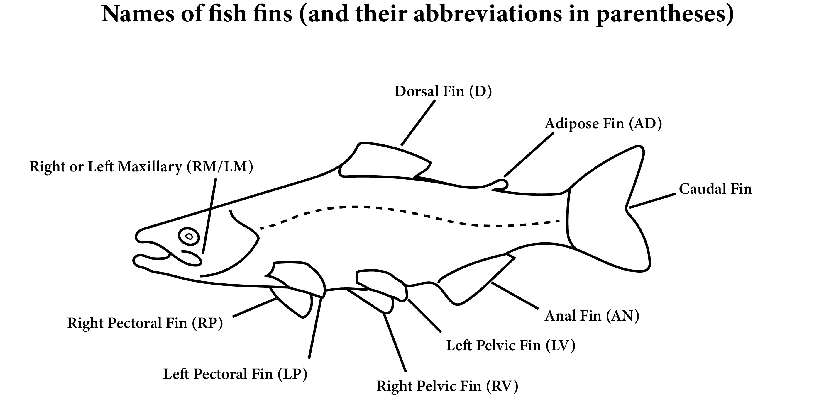Fish fins diagram