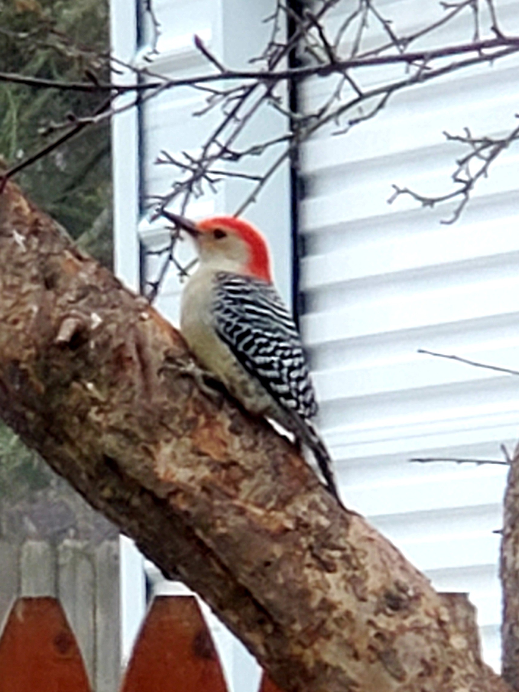 My back yard in Saint Helen 
