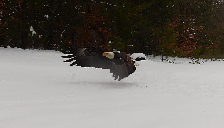 From camera in the backyard. 