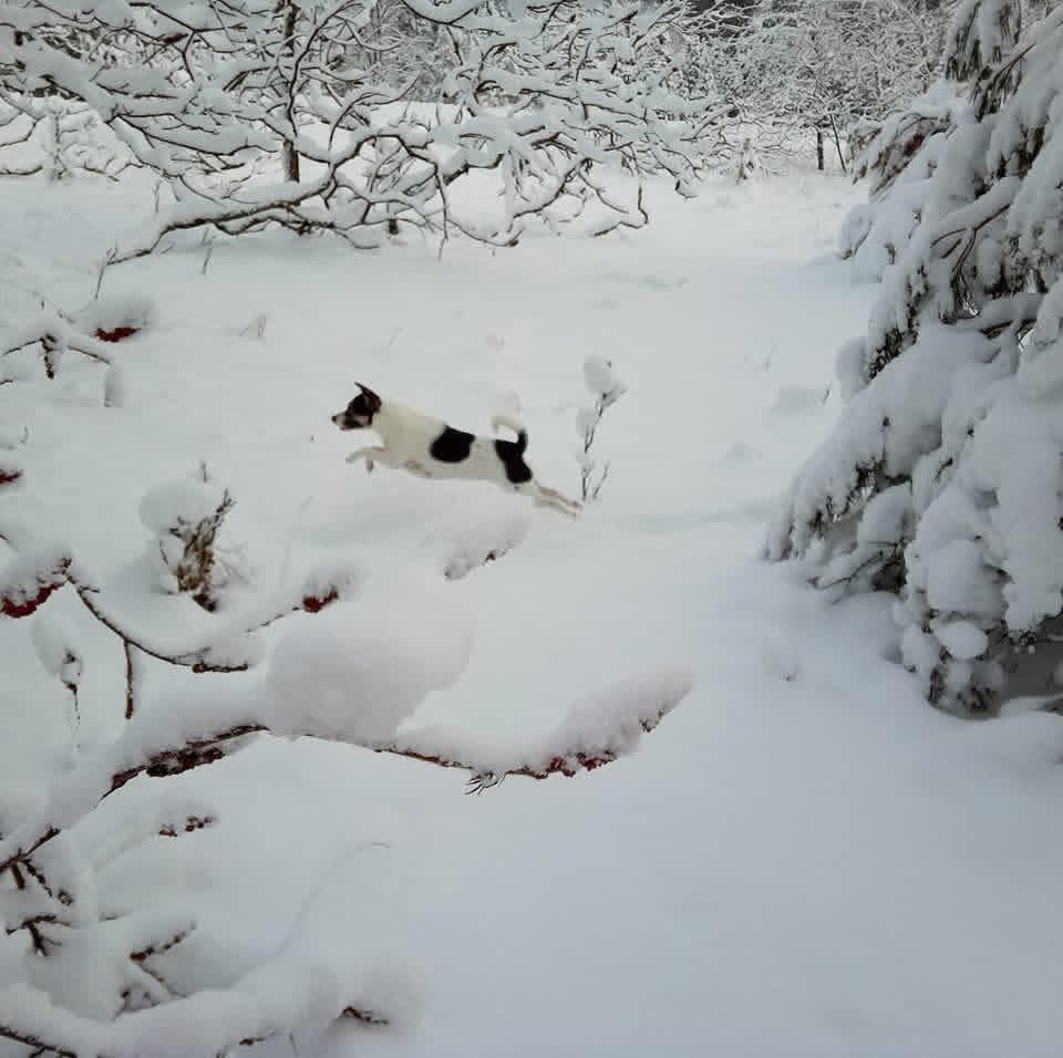 Time to play ..
Violet my 4 yr old Jack Russell Terrier .. she enjoys being out side and romping through the snow .. in the summer we spend out time hikin...
