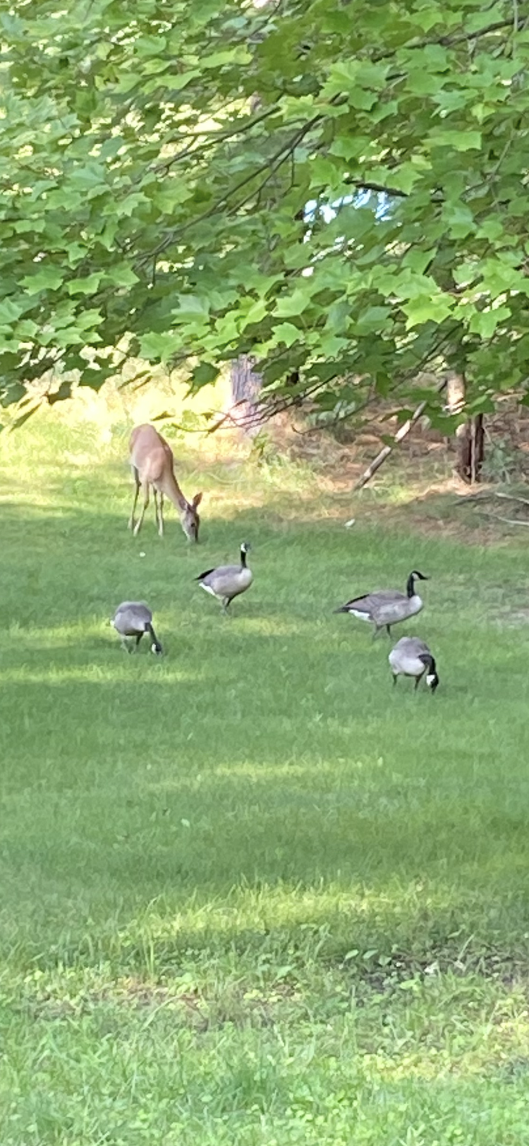 Our daily friends having breakfast together. 