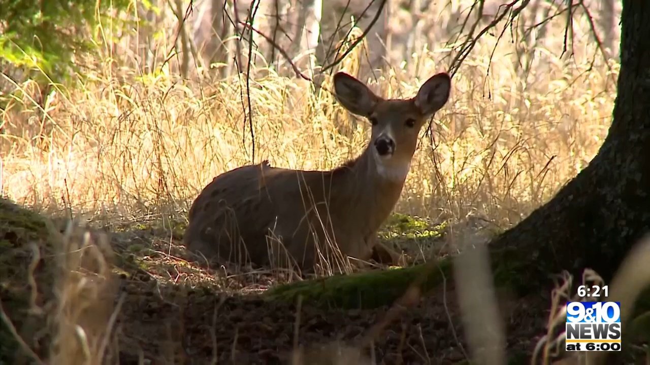 Hook And Hunting: DNR Requiring Online Reporting For Deer Harvest This ...