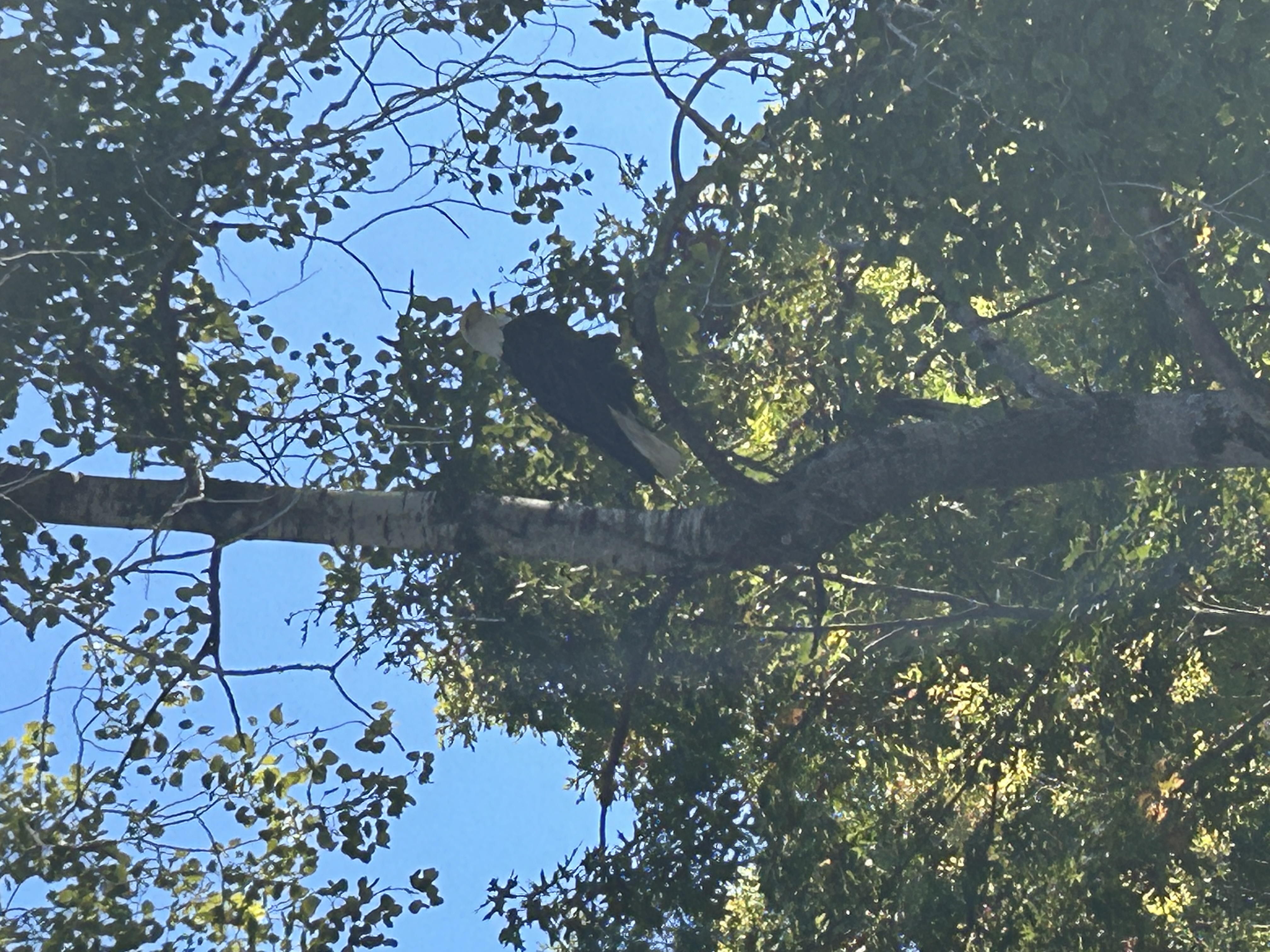 An eagle perched in a tree. Spotted in Evart, MI near your weather station. Beautiful, majestic bird. 