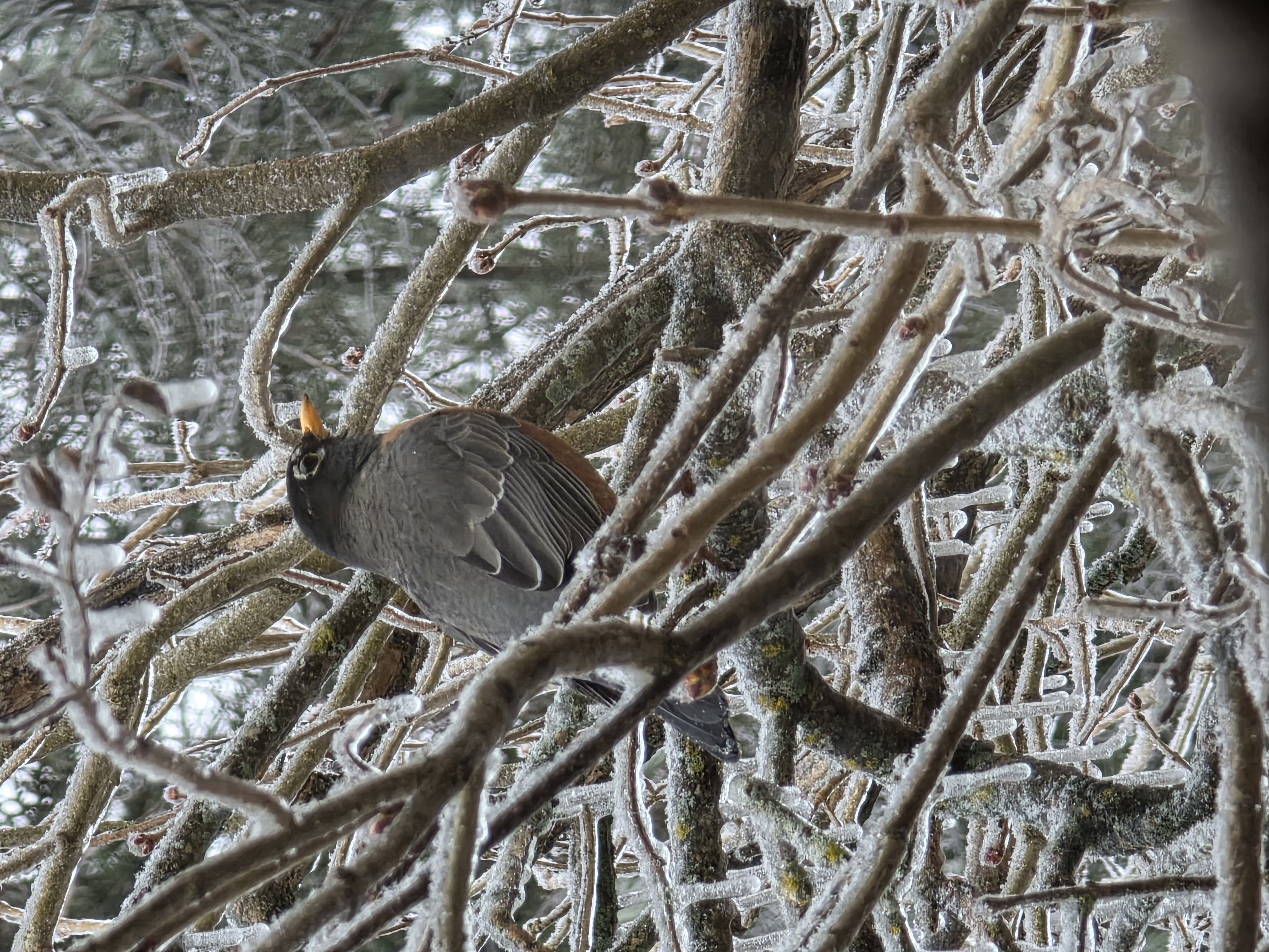 Atlanta, Michigan.  1/4" of Ice this morning and a Robin regretting it's decision of coming North to soon.