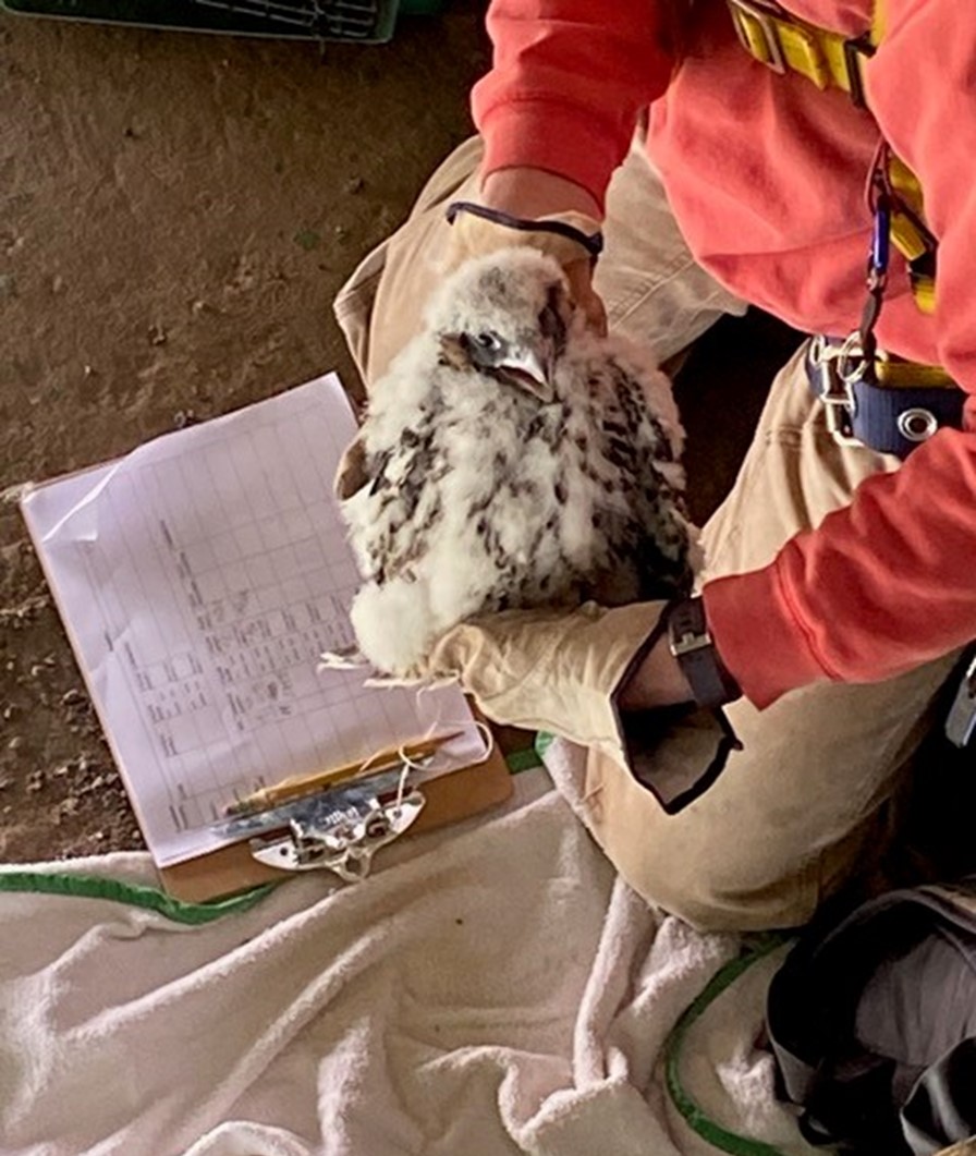 An MDNR worker bands a peregrine falcon chick in June 2022 on the Sault Ste. Marie International Bridge. (International Bridge Administration)