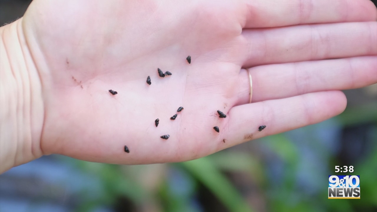 Michigan Invasive Snails Invasive Snail Species Found In Northern Michigan, What DNR Wants ...