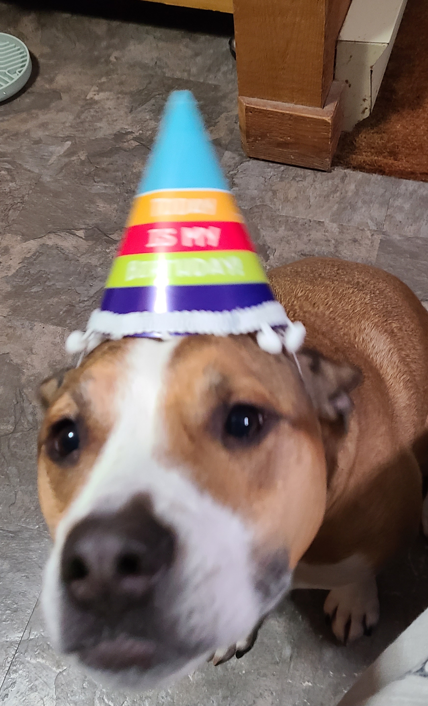 Tippy's Birthday....9 years old