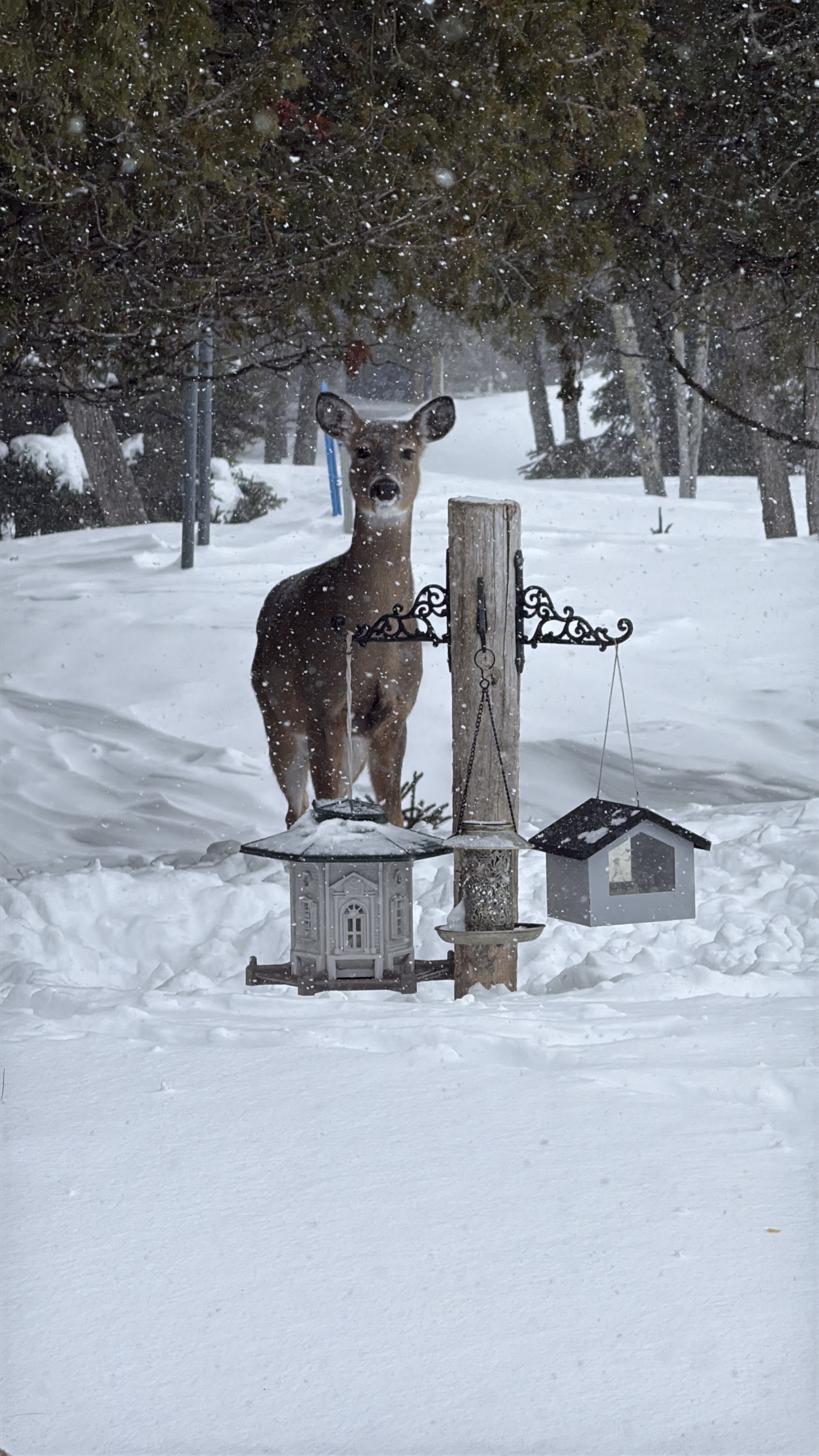 Usually have to reach up to fill the bird feeders, Now the deer are eating out of them. So much snow in Hessel, Mi 